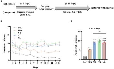 Pharmacokinetic differences in nicotine and nicotine salts mediate reinforcement-related behavior: an animal model study